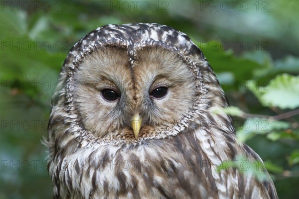 Ural owl (Strix uralensis), Bavarian Forest National Park, portrait, Bavaria, Germany, captive