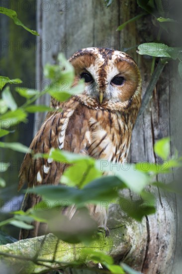Tawny Owl (Strix aluco), Bavarian Forest National Park, Bavaria, Germany, captive
