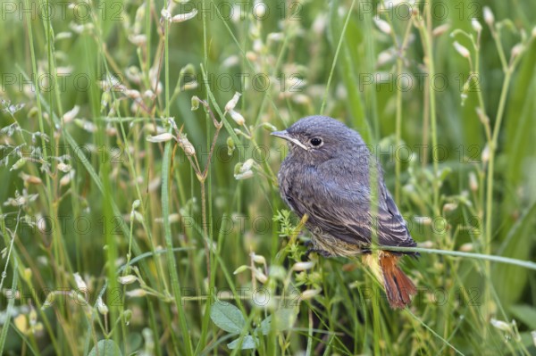 Black redstart (Phoenicurus ochruros) fledgling, Switzerland