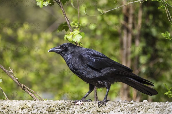 Raven crow (Corvus corone corone), carrion crow, Bavaria, Germany
