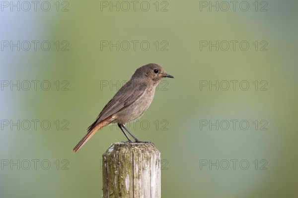 Black redstart (Phoenicurus ochruros) female sitting on a fence post, Upper Bavaria, Germany