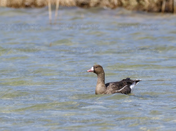 White-fronted goose (Anser albifrons), swimming on a lake, Upper Bavaria, Germany, Europe Europe