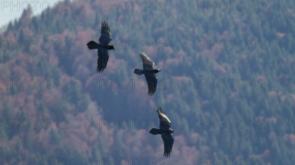 Raven (Corvus corax), flying in the mountains in front of mountain forest, Alps, Upper Bavaria, Germany