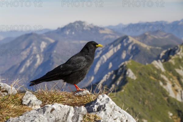 Alpine chough (Pyrrhocorax graculus), in front of an Alpine panorama, Alps, Upper Bavaria, Germany