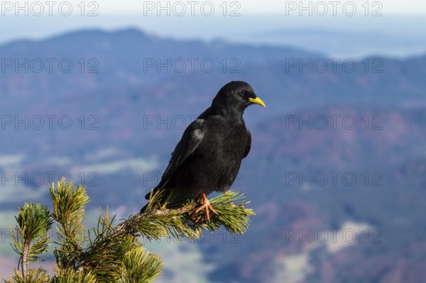 Alpine Chough at Herzogstand, (Pyrrhocorax graculus), sitting on mountain pine, Alps, Upper Bavaria, Germany / Alpine Chough, Pyrrhocorax graculus, Alps, Upper Bavaria, Germany