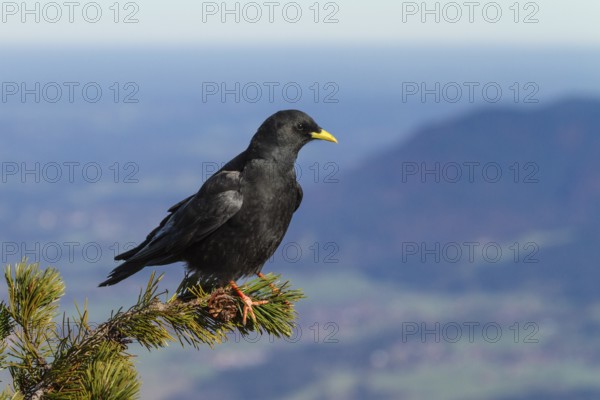 Alpine Chough (Pyrrhocorax graculus), sitting on mountain pine, Alps, Upper Bavaria, Germany / Alpine Chough (Pyrrhocorax graculus), Alps, Upper Bavaria, Germany