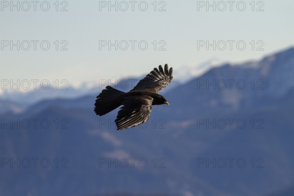 Alpine jackdaws flying over mountain peaks, Pyrrhocorax graculus, Alps, Upper Bavaria, Germany