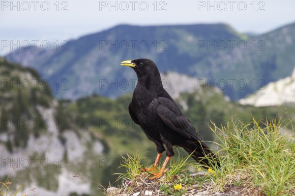 Alpine chough (Pyrrhocorax graculus), Alps, Upper Bavaria, Germany