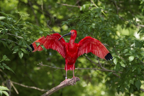 Scarlet Ibis (Eudocimus ruber), with outstretched wings, South America, zoo, captive