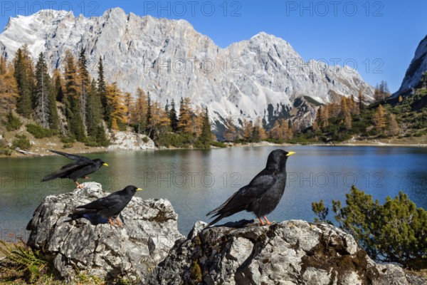 Alpine choughs (Pyrrhocorax graculus), at Lake Seebensee with Zugspitze and Wetterstein mountains, Alps, Tyrol, Austria