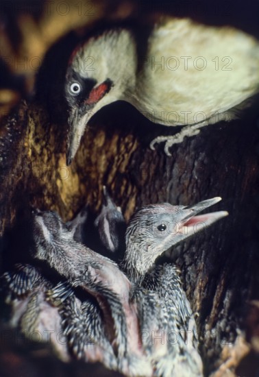 Green woodpecker (Picus viridis), male with young in breeding den, Germany