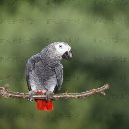 Grey parrot (Psittacus erithacus), as a pet, captive