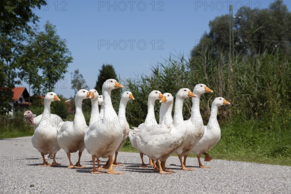 Domestic geese (Anser anser domesticus) walking in single file, Upper Bavaria, Germany