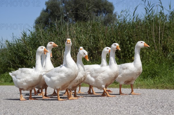 Domestic geese (Anser anser domesticus) walking in single file, Upper Bavaria, Germany