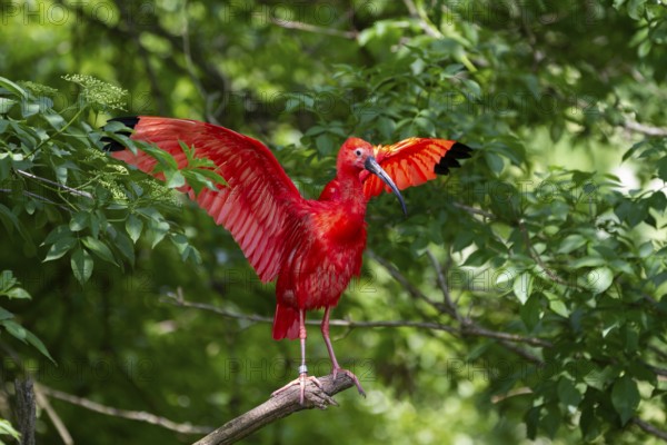 Scarlet Ibis (Eudocimus ruber), with spread wings, South America, Zoo, captive / Scarlet Ibis (Eudocimus ruber), captive