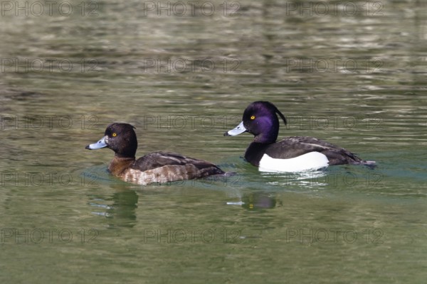 Tufted ducks (Aythya fuligula), pair swimming, Upper Bavaria, Germany