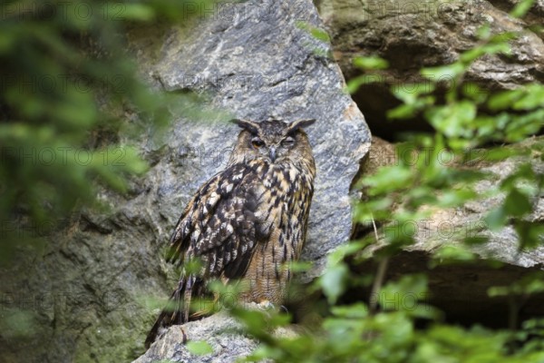 Eurasian Eagle-owl winking (Bubo bubo), Bavarian Forest National Park, Bavaria, Germany, captive
