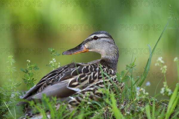 Mallard (Anas platyrhynchos), female sitting in the grass and looking around, Upper Bavaria, Germany