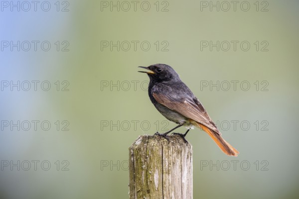 Black redstart (Phoenicurus ochruros), male sitting on a fence post, Upper Bavaria, Germany
