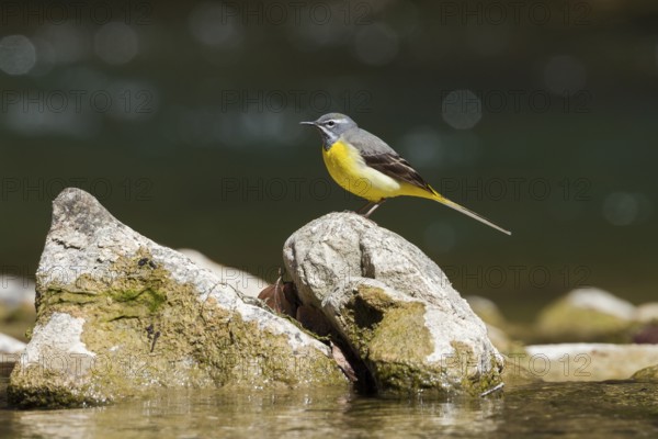 Grey wagtail (Motacilla cinerea), male sitting on a stone in a mountain stream, Upper Bavaria, Germany
