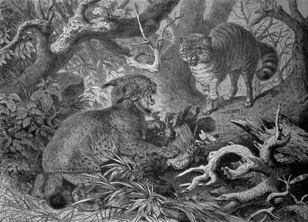 Lynx and wildcat fight over the hunting prey, Two cats fight in a forest surrounded by thick branches and leaves, historic, authentic, digitally restored reproduction from a 19th century original, Record date not stated