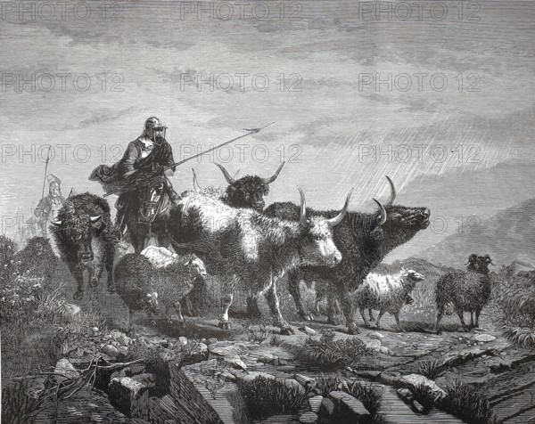 Scottish border robbers, cattle thieves, with their prey, cattle, around 1880, Scotland, shepherd leading a flock of cattle and sheep across a rocky path, historic, authentic, digitally restored reproduction from a 19th century original, record date not stated
