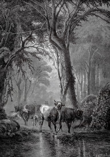 Cows at the watering pit, herd of cows is driven through the forest and stops at a river, 1880, North America, cattle move through a river in a forest, the scene conveys peace and closeness to nature, historical, authentic, digitally restored reproduction from a 19th-century original, record date not stated