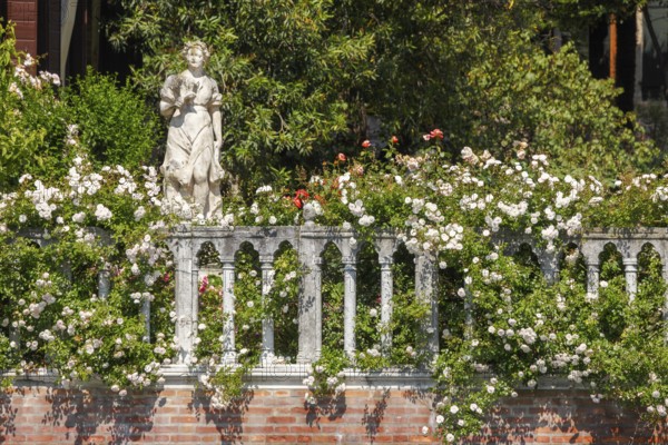 Rose flower and statue in the garden of Palazzo Malipiero, Venice, Veneto, Italy