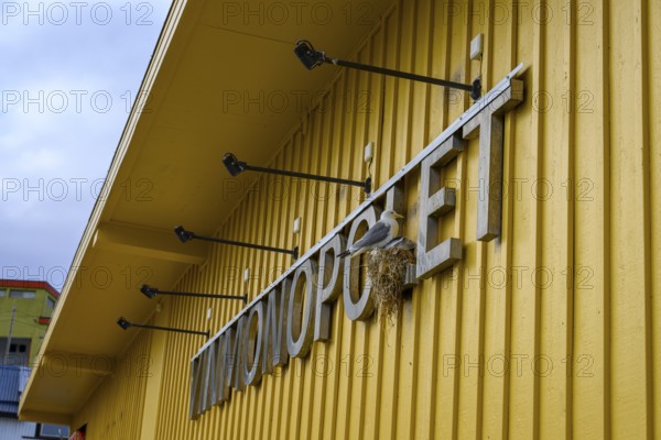 Yellow building of the Norwegian state wine monopoly with sign and floodlights and a breeding kittiwake (Rissa tridactyla) in the sign, blue sky, Båtsfjord, Finnmark, Norway