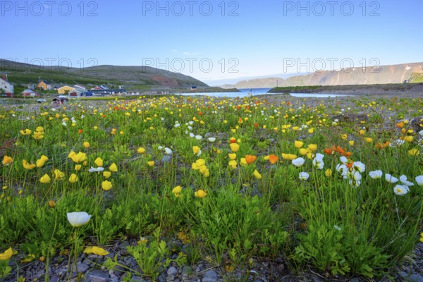 Vibrant flower field with yellow and white arctic poppies (Papaver radicatum) under a clear sky and mountains in the background stretches the Syltefjord, Nordfjord, Båtsfjord, Finnmark, Norway