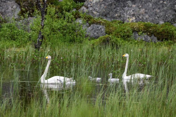 Swan family Whooper swan (Cygnus cygnus) in a quiet pond surrounded by tall grasses and natural green scenery, Tana, Finnmark, Norway