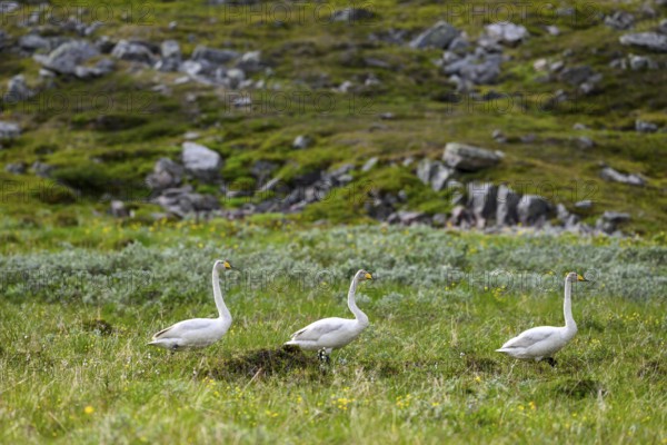 Three whooper swans (Cygnus cygnus) walking through low green vegetation surrounded by tall grasses and natural green scenery, Tana, Finnmark, Norway