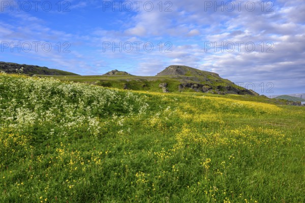 Blooming meadow with yellow and white flowers under blue sky, Veidnes, Kongsfjord, Finnmark, Norway
