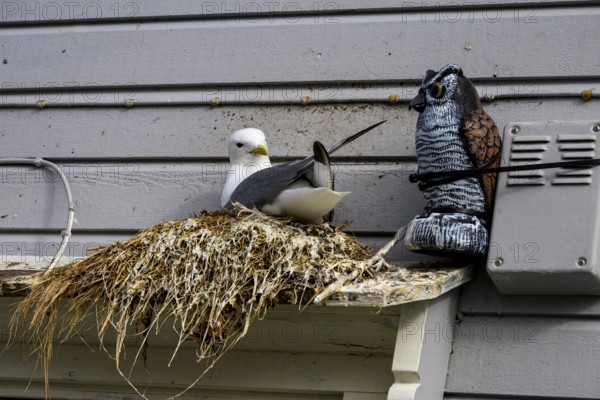 Kittiwake (Rissa tridactyla) at a nest on a building next to an artificial owl for bird defence humorous picture, Båtsfjord, Finnmark, Norway