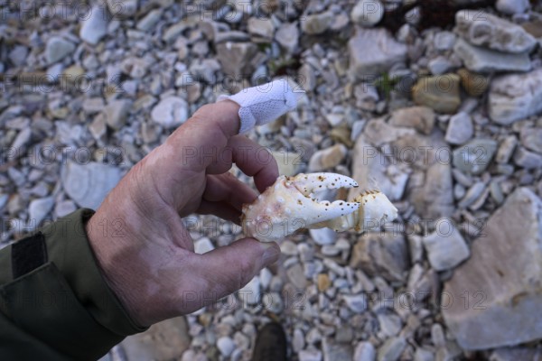 Hand holding crab bone of a king crab (Paralithodes camtschaticus) over rocky surface with taped finger, Båtsfjord, Finnmark, Norway