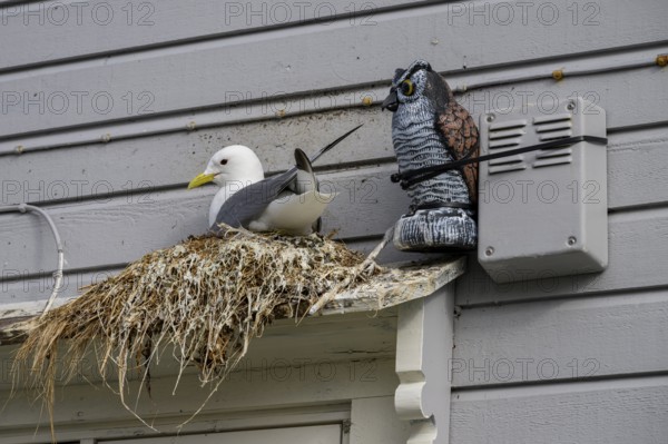 Black-legged kittiwake (Rissa tridactyla) at a nest on a building next to an artificial owl, Båtsfjord, Finnmark, Norway