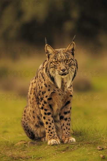 Common Lynx, Iberian Lynx, Lynx pardinus, Castilla La Mancha, Spain