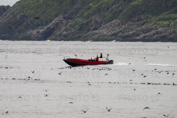 A motorized boat, motorboat fixed. Inflatable hull boat sails along the rocky coast of the bird island of Hornoya, Vardø, Finnmark, Norway