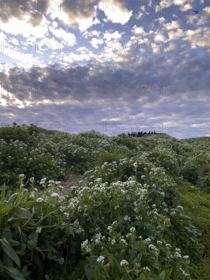 Lush vegetation on Hornoya bird island under a cloudy sky, a group of shags (Phalacrocorax aristotelis) on the horizon, Vardø, Finnmark, Norway
