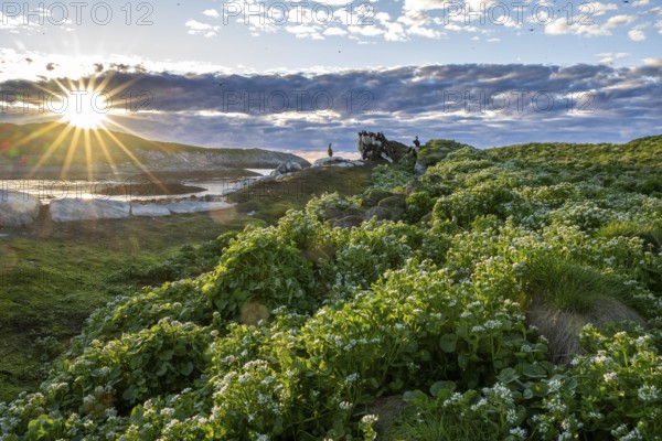 Lush vegetation on Hornoya bird island under a cloudy sky, a group of shags (Phalacrocorax aristotelis) on the horizon in the warm evening light with a spectacular starry sunset midnight sun, Vardø, Finnmark, Norway