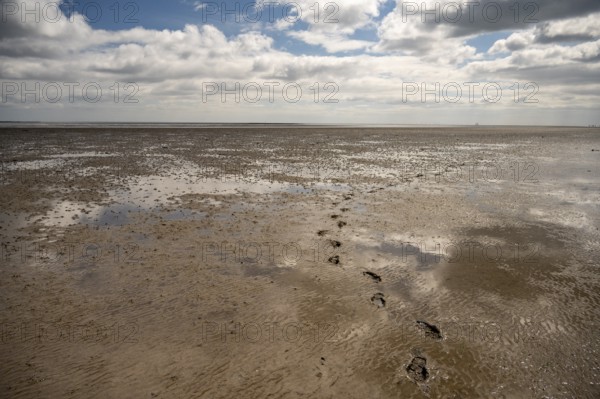 Footprints lead across the mudflats towards the wide horizon, Texel island, North Holland, the Netherlands