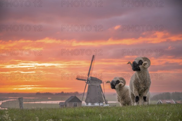 Blacknose sheep standing in front of a windmill at sunset with dramatic sky, De Bol, Texel, Noord Holland, Netherlands