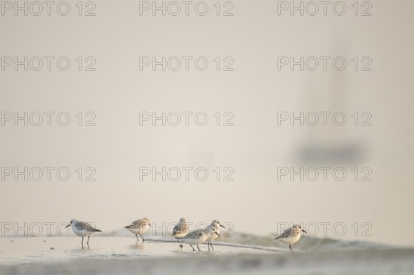 A group of Sanderlings (Calidris alba) on a foggy beach with a blurred outline of a sailing ship Sailboat and water in the Wadden Sea at low tide, Texel Island, Noord Holland, Netherlands
