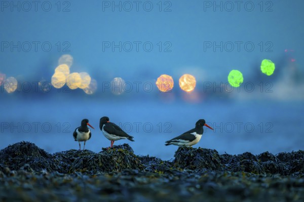 Some oystercatchers (Haematopus ostralegus) in the foreground in front of blurred lights at night in the harbour of den Helder, Texel Island, De Kuil, Den Hoorn, Noord-Holland, Netherlands