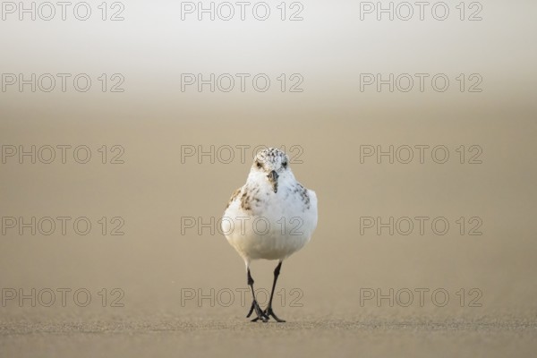 A sanderling (Calidris alba) looking for food on the beach in warm light, Den Hoorn, Noord-Holland, Netherlands
