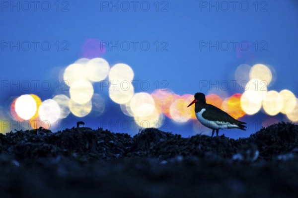 An oystercatcher (Haematopus ostralegus) in the foreground in front of blurred lights at night in the harbour of den Helder, Texel Island, De Kuil, Den Hoorn, Noord-Holland, Netherlands