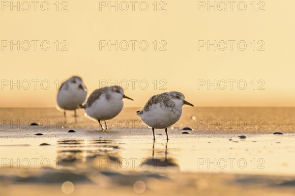 Three sanderlings (Calidris alba) standing on the beach of the island of Texel, in sunlight with blurred background, Texel, Noord Holland, Netherlands