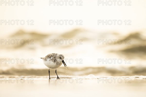A Sanderling (Calidris alba) searches for food on the beach with gentle waves in the golden light, in warm light, Den Hoorn, Noord-Holland, Netherlands