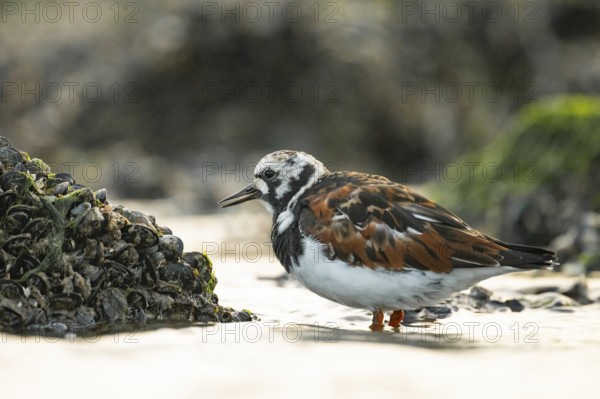 A turnstone turnstone (Arenaria interpres) on the shore, surrounded by shells and algae, in a natural environment, Texel Island, Den Hoorn, Noord-Holland, Netherlands