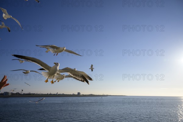 Seagulls fly over the sparkling sea under a sunny blue sky on the TESO ferry to Texel Island, Noord Holland, the Netherlands